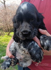 Cocker spaniel maschio blu roano