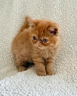 Exotic Shorthair rosso