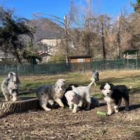 Cucciolo border collie