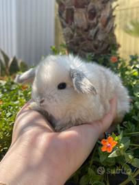 Ariete nano coniglio cucciolo