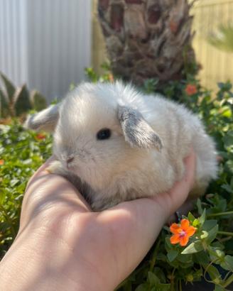 Ariete nano coniglio cucciolo