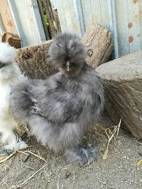 Moroseta coppia
