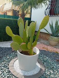 Ficus 