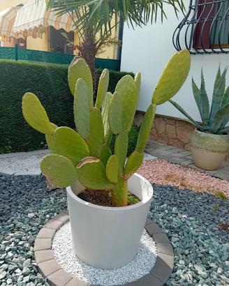 Ficus 