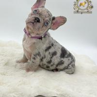 Sublime principessina bulldog francese Lilac merle