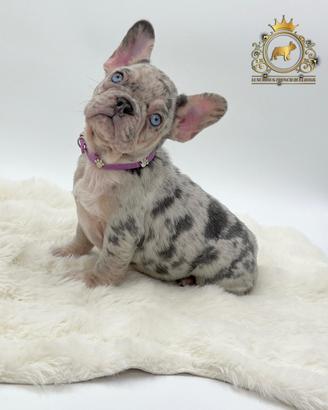 Sublime principessina bulldog francese Lilac merle