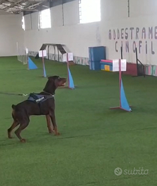 Dobermann