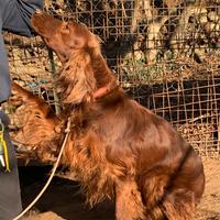 Setter irlandese femmina adulta