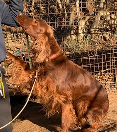 Setter irlandese femmina adulta