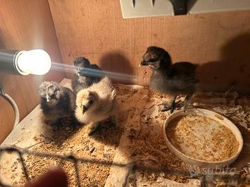 Galline moroseta