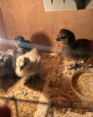 Galline moroseta