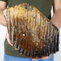 DENTE-Molare di MAMMUT LANOSO FOSSILE 19 cm 2,6 kg