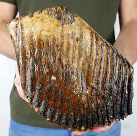 DENTE-Molare di MAMMUT LANOSO FOSSILE 19 cm 2,6 kg