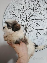 Cucciolo di schizuu mini