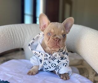 Bulldog Francese