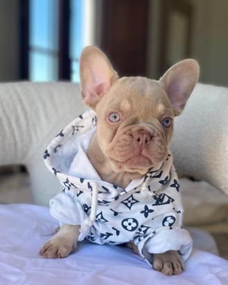 Bulldog Francese