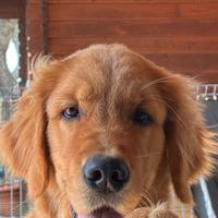 Golden Retriever linea americana