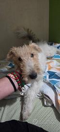 Cucciola di Fox terrier originale
