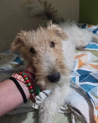 Cucciola di Fox terrier originale