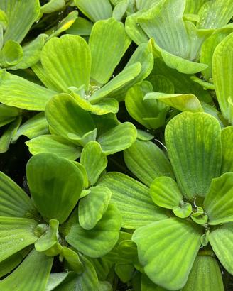 Piante galleggiante Pistia Stratioties, Silvinia