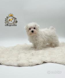 Dolcissimi cuccioli Maltese