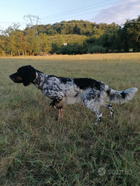 Cane setter inglese