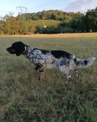 Cane setter inglese