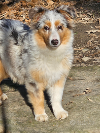 Ultime due cucciole australian shepherd