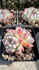 echeveria Chihuahuense 