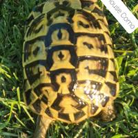 Tartarughe terrestri TESTUDO HERMANNI