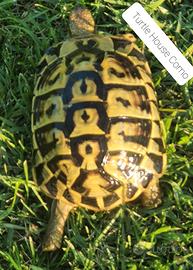Tartarughe terrestri TESTUDO HERMANNI