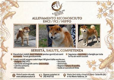 Cuccioli shiba inu con pedigree enci / fci