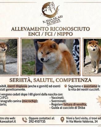 Cuccioli shiba inu con pedigree enci / fci