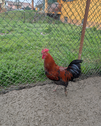 Marans