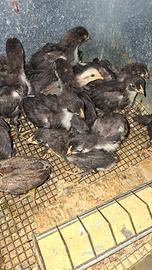 Pulcini marans e oliver egger