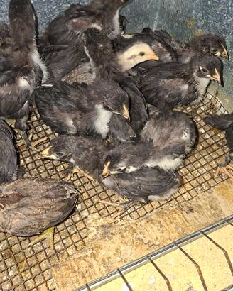 Pulcini marans e oliver egger