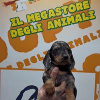 Cuccioli allercchini keninken di bassotto