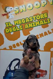 Cuccioli allercchini keninken di bassotto