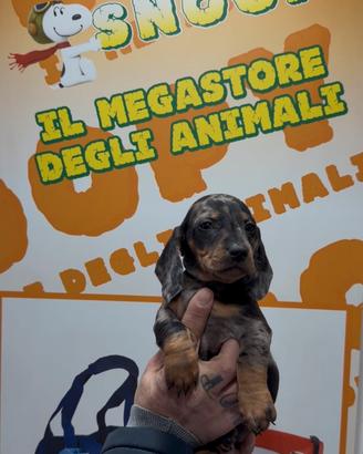Cuccioli allercchini keninken di bassotto