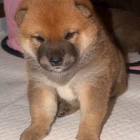 Cuccioli di shiba inu
