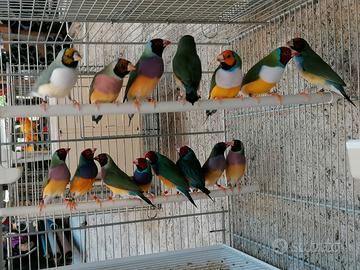 Diamanti di gould