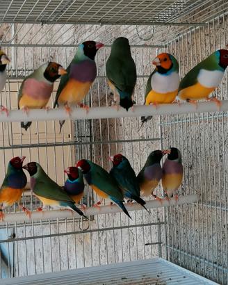 Diamanti di gould