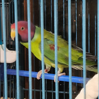 Parrocchetto testa di prugna maschio