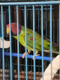 Parrocchetto testa di prugna maschio