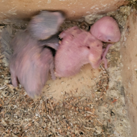 Pulli di inseparabili