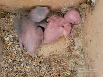 Pulli di inseparabili