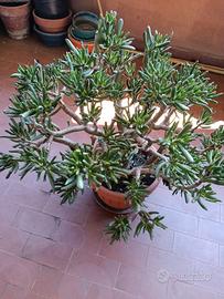 Pianta Crassula ovata Gollum 