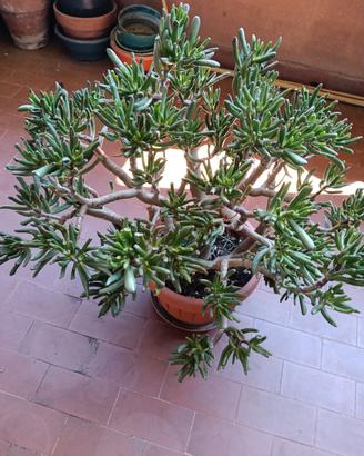 Pianta Crassula ovata Gollum 