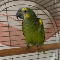 Amazzone fronte blu (Amazona aestiva) di 8 mesi