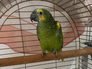 Amazzone fronte blu (Amazona aestiva) di 8 mesi